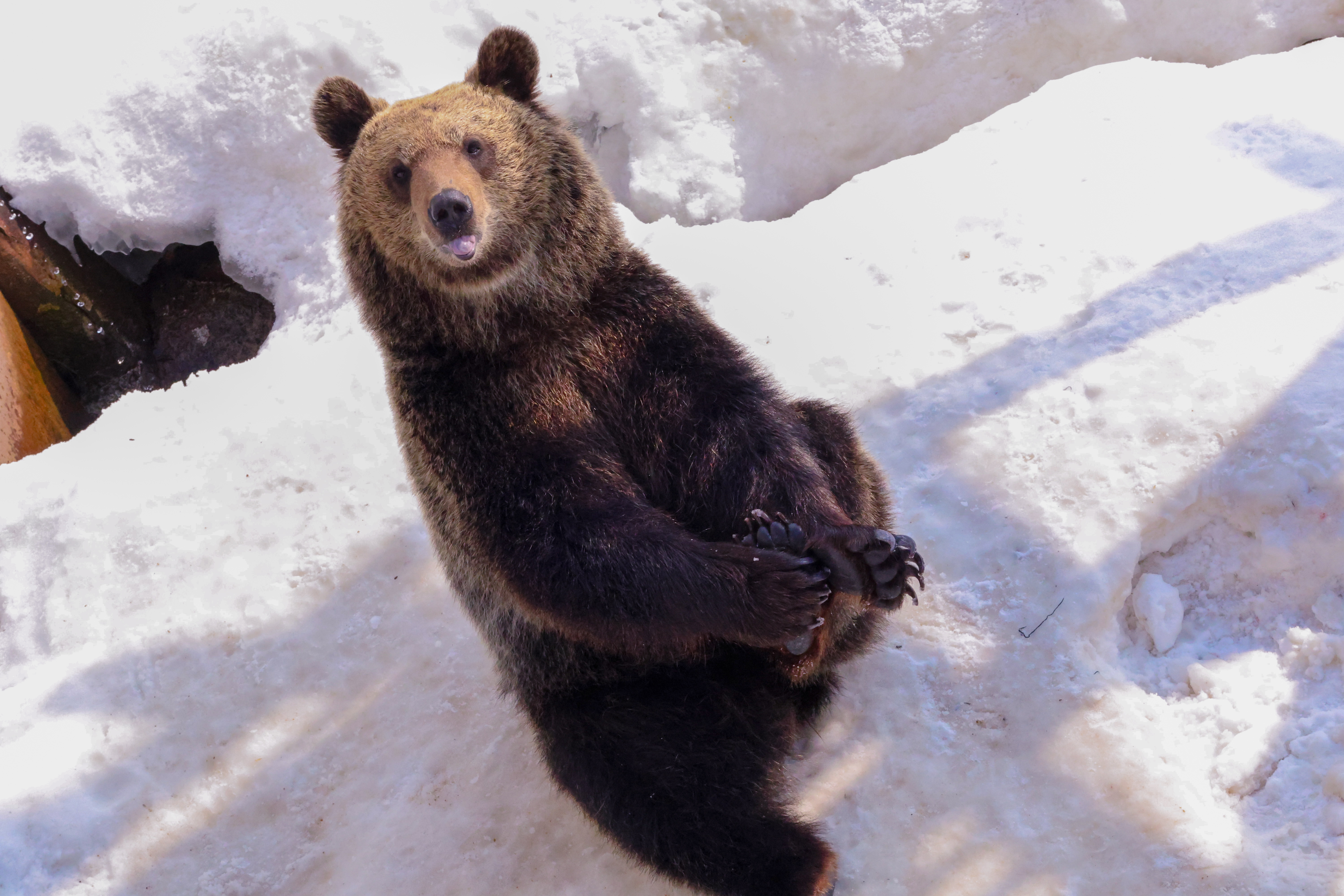 【のぼりべつクマ牧場】雄大な大自然。悠々自適にのんびり過ごすクマさんを撮る。